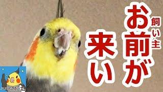 鷹匠ならぬオカメインコ匠を目指した結果