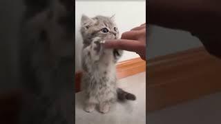Meow Moments