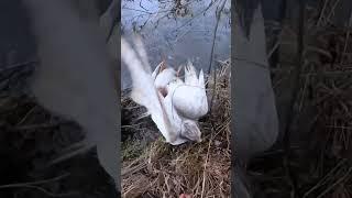 Hawk saves duck from drowning #hawk #falconry #goshawk #birdsofprey #duckhunting #waterfowl #ytshort