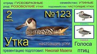 Утка. Настоящие утки. Голоса птиц