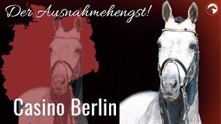 Casino Berlin  | Sosath's Ausnahmehengst im Portrait | ClipMyHorse.TV Zuchthighlights