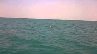 Delfines en Isla Aguada, Carmen, Campeche