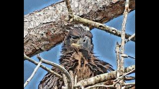 SWFL Eagles ~AMAZING PHOTOGRAPHY FROM LOCAL PHOTOGRAPHERS MARTI LORD & DONNA LEE ~FEATURES E23 & F23