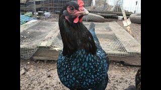 Rare Chicken Breeds