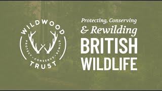 A year of protecting, conserving and rewilding British wildlife 