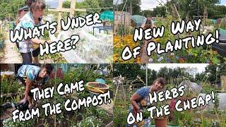 ALLOTMENT INSPIRATION!  (Gardening Tips for Beginners)