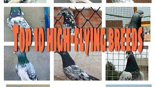 Top 10 high-flying  pigeon breeds