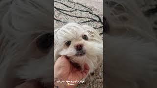 فقط حرف حموم #dog #shortvideo #حیوانات #short#animals