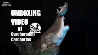 [Unboxing video]Infinity Studio Museum Series - Carcharodon carcharias (Great White Shark)