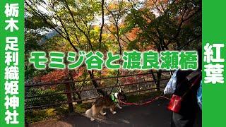 足利織姫神社今日見てきた！２０２４年１１月２２日栃木県足利市の織姫公園のもみじ谷　紅葉の参考に　Maple Valley  and Ashikaga Orihime Shrine