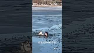 他跳进结冰湖水里救一只狗