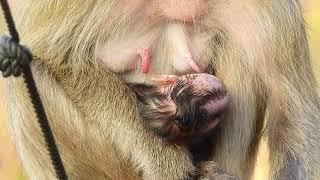 Mom monkey breastfeeding a newborn