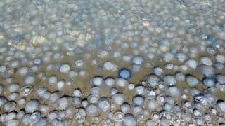 Jellyfish Infest Beach