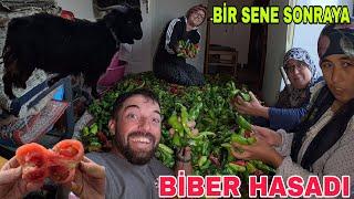 BAHÇE HASADI~ORGANİK ÜRÜNLER~BU SENE TOPLANDI SENEYE TÜKETİLEÇEK