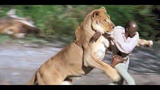 Wild Animals Attacks -  Angry Lion charges almost eating warder -Nairobi National park