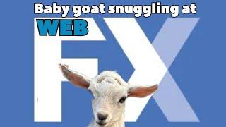 WebFX Goat Snuggling