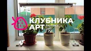 Фитолампа от компании Клубника Арт