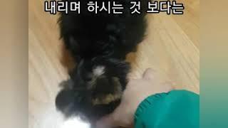 강아지 키우는 방법 알고 키우기 퍼피트레이닝 손 무는 강아지 교육 하우스훈련 기다려훈련 사회화교육