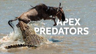 Underwater Predators Hunt During The Great Wildebeest Migration | Masai Mara Documentary