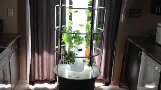 Your Better Living Coach Tower Garden growing inside