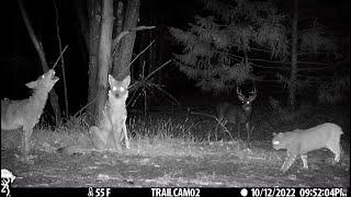 Best Trail Camera Videos of the Year (2022) | Bushcraft Nick