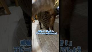 しっぽを倍以上膨らませて『強いぞアピール』をしてくるキジ猫むーちゃん #ねこのいる生活 #ねこ好き #キジ猫 #cat