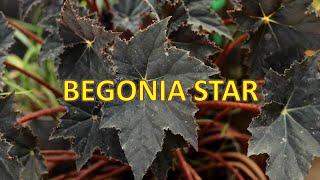 Karakteristik Begonia Star Begonia Bintang dan Cara Merawat Yang Benar