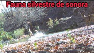 fauna silvestre camara trampa