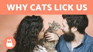 Why does my cat LICK ME?  - 6 COMMON REASONS