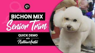 Bichon Mix Senior Trim w/ Nathan Austin