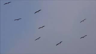 Black Stork Migration, Tarifa-Gibraltar