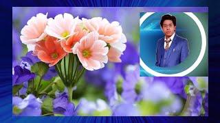 gulab Rose flower hindi/Urdu  MUHAMMAD ARMAN SHAFIQ