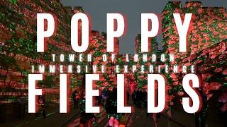 Poppy Fields at The Tower of London | Immersive Experience | 2024