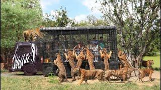 Full day jungle safari in Thailand #travel #thailand #jungle #safari #nature #bangkok #trending #up