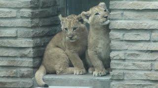 PART 1 - Buffalo Zoo - Lions and Tigers and Bears with Adventure Aiden