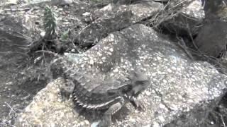 Giant horned lizard (Phrynosoma asio) in nature