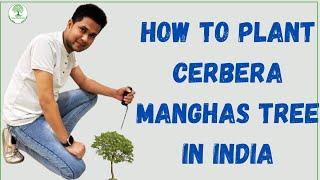 how to plant Cerbera manghas tree in India | about cerbera manghas tree | sea mango | Cerbera tree