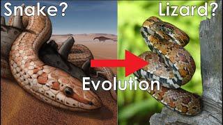 Snake Evolution: Where Did Snakes Come From?