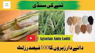 How To Control Stem Borer In Rice || Effect Of Granular Pesticides || #Agrarian Amin Lodhi