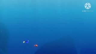 Finding Nemo - School of Moonfish