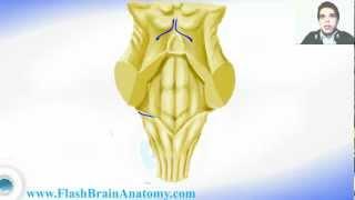 Medulla Oblongata And 4th Ventricle Anatomy