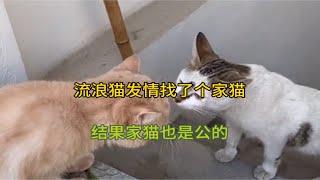 流浪猫发情找了个家猫结果家猫也是公的