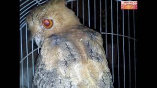 Kuwago - Rescuing an OWL #birds