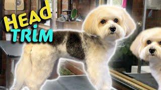 How to TRIM your PUPPY'S FACE and HEAD blending it into the body trim