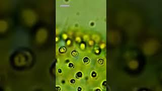 Volvox #volvox #algae #bscbotany  #neet #pgtbiology #closeintel  #greenalgae #microscope #coenobium