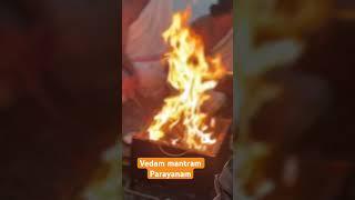 Vedic chanting, vedam matram parayanam #devotion #veda #shiva #namahshivaya #peace #prosperity
