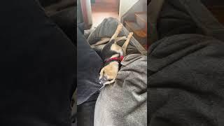 #lazy #relaxingvideos #doglife #dog #fok #adorable #animals #doggielove #wink
