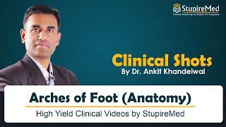 Arches of foot Anatomy