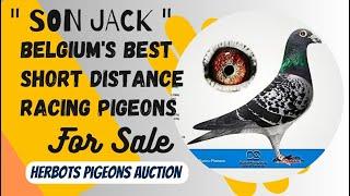 " Son Jack " Belgium's Best Short Distance Racing Pigeons For Sale In Herbots Pigeons Auction