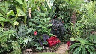 Springy’s (Steve) Windswept exotic/tropical garden in Abingdon on Thames, UK.